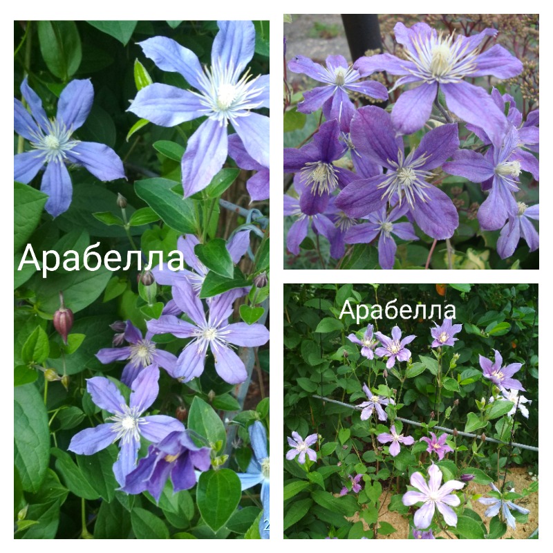 клематис арабелла